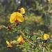 Bossiaea rhombifolia - Photo (c) gregharper, algunos derechos reservados (CC BY-NC)