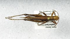 Orphulella pelidna