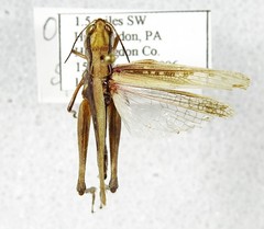 Orphulella speciosa