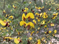 Bossiaea rhombifolia
