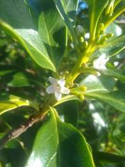 Myoporum aff insulare × laetum