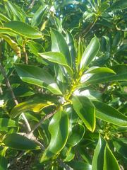 Myoporum aff insulare × laetum
