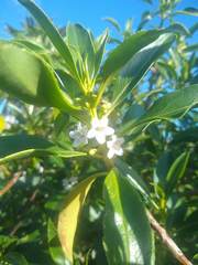 Myoporum aff insulare × laetum