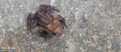 Bufo stejnegeri