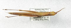 Leptysma marginicollis marginicollis