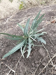 Lactuca tatarica