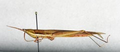 Leptysma marginicollis marginicollis