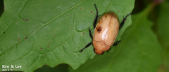 Callistethus plagiicollis