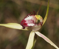 Caladenia tentaculata × venusta