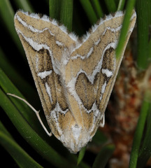 Plataea trilinearia