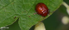 Argopus