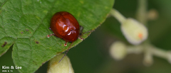 Argopus