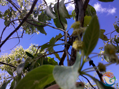 Lippia myriocephala