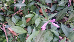 Rhinotropis californica