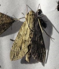 Erinnyis yucatana