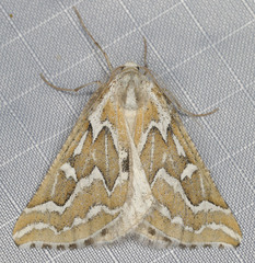 Plataea trilinearia