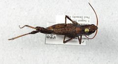 Chloealtis conspersa