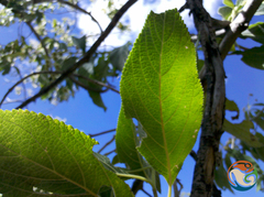 Lippia myriocephala