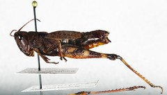 Chloealtis conspersa