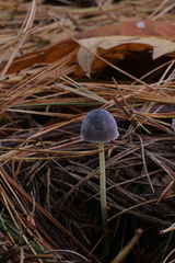 Mycena griseoviridis