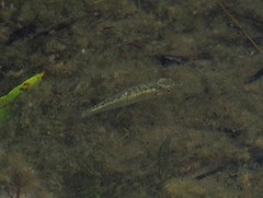 Fundulus diaphanus menona