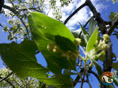 Lippia myriocephala