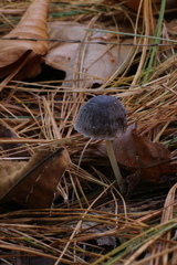 Mycena griseoviridis