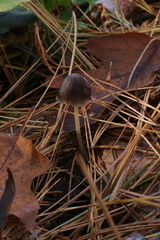 Mycena griseoviridis
