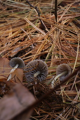 Mycena griseoviridis