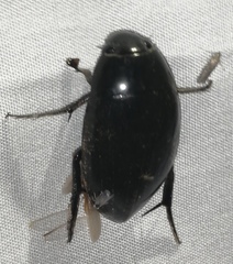 Hydrophilus insularis