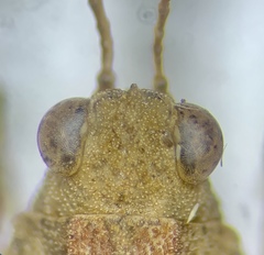 Tetrix ornata