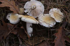 Hygrophorus flavodiscus