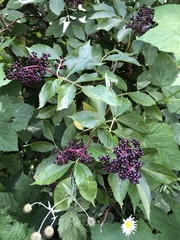 Sambucus racemosa melanocarpa