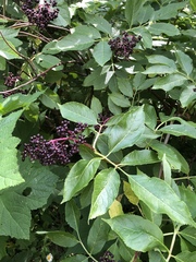 Sambucus racemosa melanocarpa