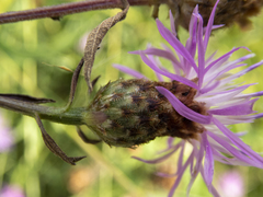 Centaurea × moncktonii