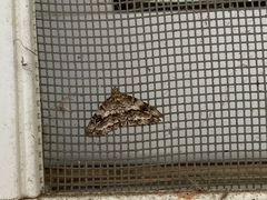 Melanomma auricinctaria