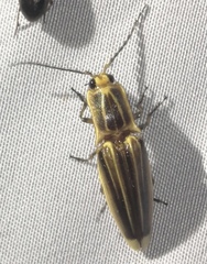 Semiotus ligneus