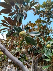 Magnolia grandiflora