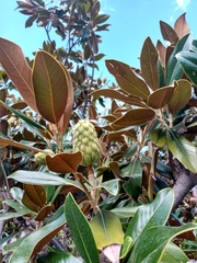 Magnolia grandiflora