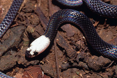 Enuliophis sclateri