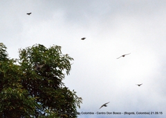 Tachycineta albiventer