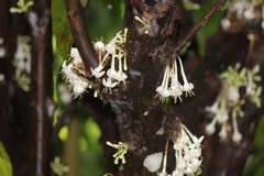 Phaleria clerodendron