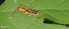 Prumna plana