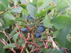 Vaccinium ovalifolium