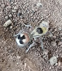 Dasymutilla sicheliana