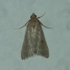Bostra obsoletalis