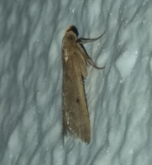 Bostra obsoletalis