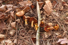 Cortinarius malicorius