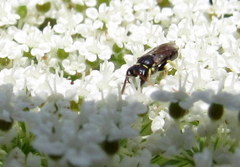 Hylaeus hyalinatus