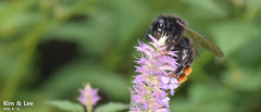 Bombus coreanus